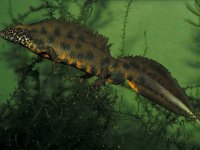 Triturus carnifex 2, Italiaanse kamsalamander, Saxifraga-Edo van Uchelen