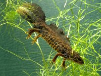 Triturus cristatus 10, Kamsalamander, Saxifraga-Kees Marijnissen