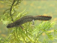 Triturus cristatus 8, female, Kamsalamander, Saxifraga-Kees Marijnissen