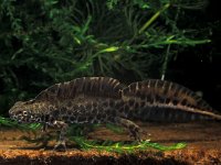 Triturus marmoratus 11, Marmersalamander, Saxifraga-Edo van Uchelen