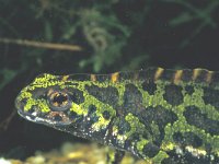 Triturus marmoratus 3, Marmersalamander, Saxifraga-Edo van Uchelen