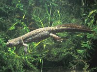 Triturus marmoratus 5, female, Marmersalamander, Saxifraga-Edo van Uchelen