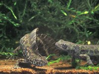 Triturus marmoratus 1, Marmersalamander, Saxifraga-Edo van Uchelen