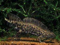 Triturus marmoratus 10, Marmersalamander, Saxifraga-Edo van Uchelen