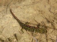 Triturus marmoratus 14, Marmersalamander, Saxifraga-Mark Zekhuis