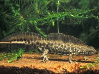 Triturus marmoratus 7, Marmersalamander, Saxifraga-Edo van Uchelen