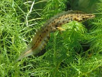 Triturus vulgaris 22, male, Kleine watersalamander, Saxifraga-Kees Marijnissen