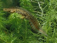 Triturus vulgaris 26, male, Kleine watersalamander, Saxifraga-Kees Marijnissen