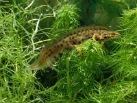 Triturus vulgaris 27, male, Kleine watersalamander, Saxifraga-Kees Marijnissen