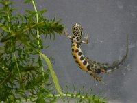 Triturus vulgaris 29, male, Kleine watersalamander, Saxifraga-Janus Verkerk
