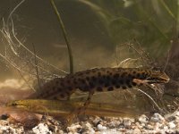 Triturus vulgaris 41, pair, Kleine watersalamander, Saxifraga-Mark Zekhuis