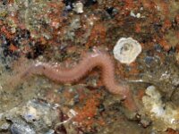 Annelida, Ringwormen, Segmented worms