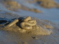 Arenicola marina 8, Wadpier, Saxifraga-Foto Fitis-Sytske Dijksen