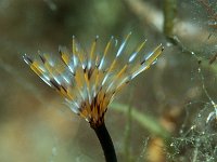Sabella pavonia 8, Slijkkokerworm, Saxifraga-Eric Gibcus