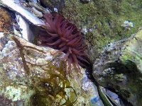 Actinia equina 10, Paardeanemoon, Saxifraga-Tom Heijnen