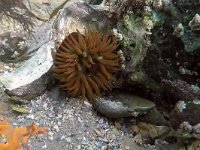 Actinia equina 8, Paardeanemoon, Saxifraga-Tom Heijnen