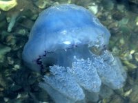 Rhizostoma octopus 1, Zeepaddestoel, Foto Fitis-Sytske Dijksen