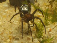 Argyroneta aquatica 4, Waterspin, Saxifraga-Kees Marijnissen