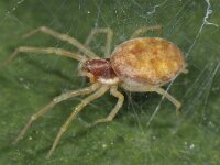 Lathys humilis