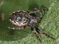 Nuctenea umbratica