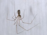 Pholcus phalangioides 01 #11782 : Pholcus phalangioides, Daddy-long-legs spider or cellar spider, Grote trilspin