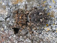 Sitticus pubescens