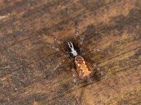 Textrix denticulata