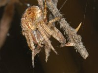 Aranaea, Spinnen, Spiders