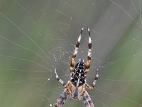 Araneus diadematus 25, Kruisspin, Saxifraga-Luuk Vermeer