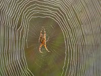 Araneus diadematus 28, Kruisspin, Saxifraga-Tom Heijnen