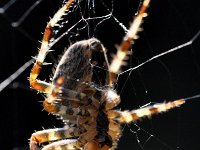 Araneus diadematus 29, Kruisspin, Saxifraga-Tom Heijnen