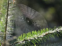 Araneus diadematus 32, Kruisspin, Saxifraga-Tom Heijnen