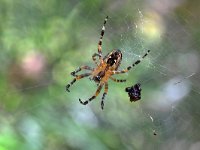 Araneus diadematus 37, Kruisspin, Saxifraga-Tom Heijnen