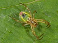 Araniella cucurbitina, Cucumber Spider
