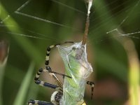 Argiope bruennichi 39, Wespspin, Saxifraga-Willem van Kruijsbergen