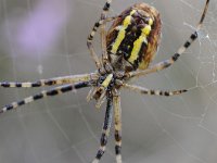 Argiope bruennichi 45, Wespspin, Saxifraga-Luuk Vermeer