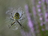 Argiope bruennichi 50, Wespspin, Saxifraga-Luuk Vermeer