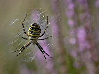 Argiope bruennichi 51, Wespspin, Saxifraga-Luuk Vermeer