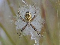 Argiope bruennichi 53, Wespspin, Saxifraga-Luuk Vermeer