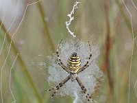 Argiope bruennichi 54, Wespspin, Saxifraga-Luuk Vermeer