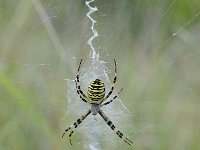 Argiope bruennichi 63, Wespspin, Saxifraga-Luuk Vermeer