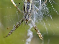 Argiope bruennichi 72, Wespspin, Saxifraga-Tom Heijnen