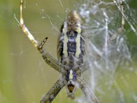 Argiope bruennichi 73, Wespspin, Saxifraga-Tom Heijnen