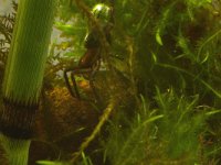 Argyroneta aquatica, Water Spider