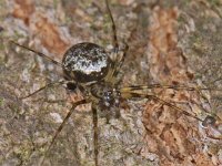 Drapetisca socialis, Invisible Spider