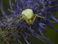 Misumena vatia, Goldenrod Crab Spider