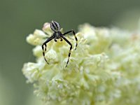 Misumena vatia 10, Gewone kameleonspin, Saxifraga-Tom Heijnen