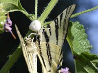 Misumena vatia 17, Gewone kameleonspin, Saxifraga-Tom Heijnen