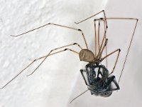 Pholcus phalangioides, Longbodied Cellar Spider