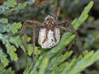 Pisaura mirabilis, Nursery Web Spider